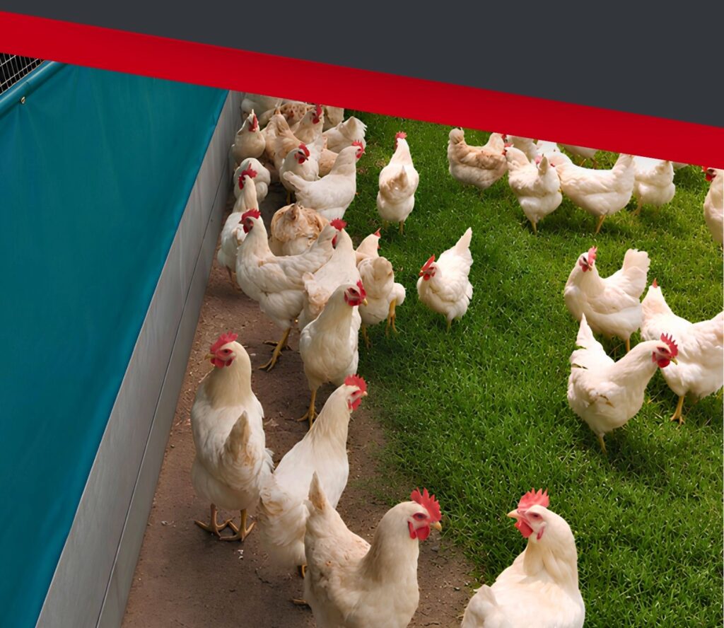 About Alzu Eggs - Alzu Eggs